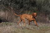 VIZSLA poil court 037